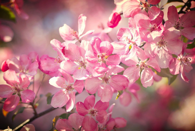 Обои картинки фото цветы, сакура,  вишня, весна, макро, цветки, цветение, боке, ветка, вишня