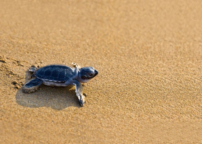 Обои картинки фото животные, Черепахи, песок, ползёт, черепашка, черепаха