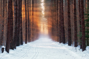 Картинка природа дороги утро снег лес зима холод