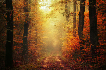 Картинка природа дороги path woodland trail autumn colors foliage fog way pathway fall mist leaves