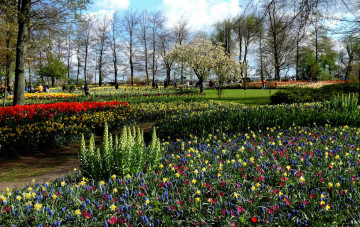 Картинка природа парк нарциссы весна мускари клумбы тюльпаны
