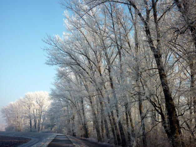 Обои картинки фото природа, зима, иней, деревья