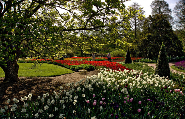 Обои картинки фото природа, парк, тюльпаны, весна, нарциссы, клумбы