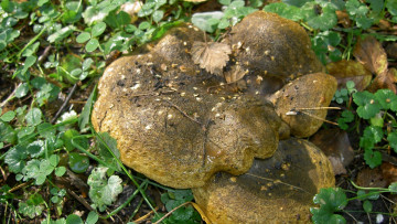 Картинка природа грибы черный груздь