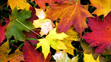 Картинка природа листья осень кленовые