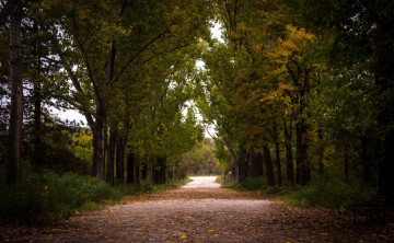Картинка природа дороги осень дорога деревья