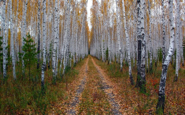 Картинка природа лес осень березы роща