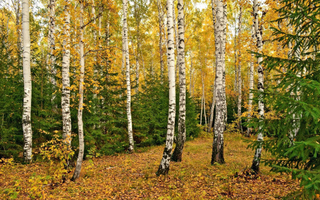 Обои картинки фото природа, лес, осень, роща, березы