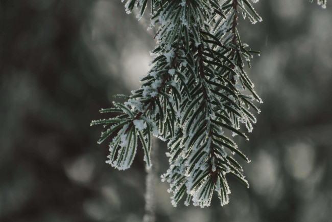 Обои картинки фото природа, зима, снег, хвоя, ветка