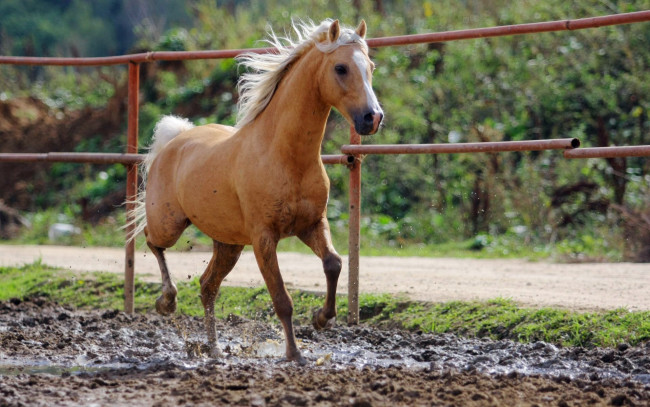 Обои картинки фото животные, лошади, ограда, дорога, грязь, буланая, лошадь