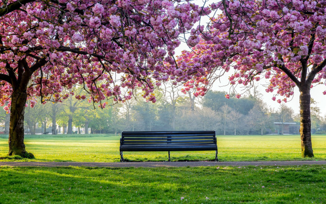 Обои картинки фото природа, парк, весна, скамейка, цветение