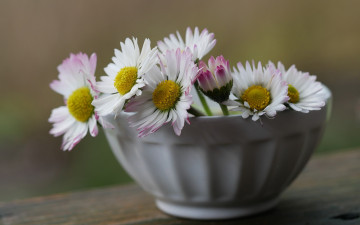 Картинка цветы маргаритки чашка белые