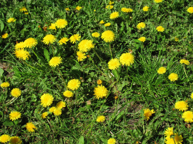 Обои картинки фото цветы, одуванчики, желтые, весна