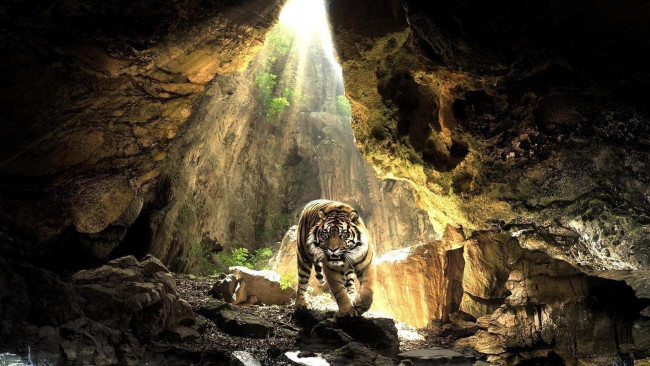 Обои картинки фото животные, тигры, тигр, пещера, лучи