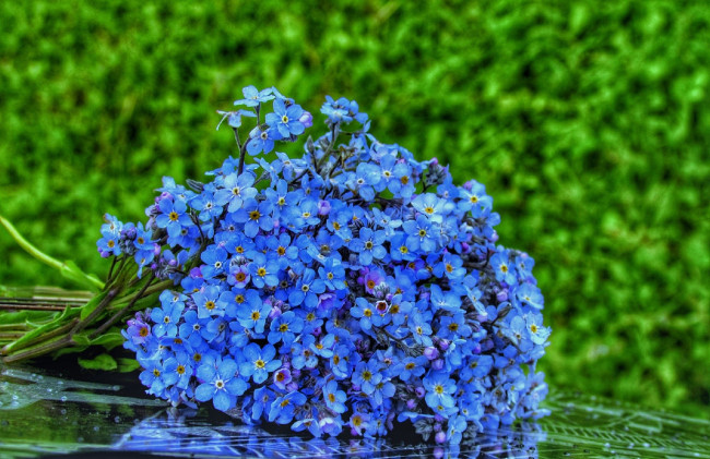 Обои картинки фото цветы, незабудки, синие, букет
