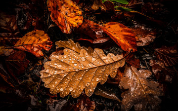 Картинка природа листья осенние капли