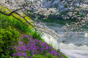 Картинка природа реки озера весна