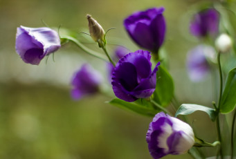 обоя цветы, эустома, фиолетовый