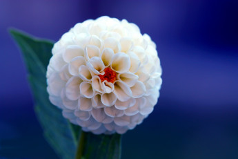 Картинка цветы георгины белый лепестки шар