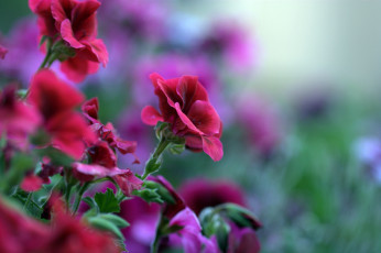 Картинка цветы герань пеларгония красный