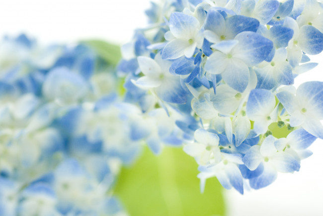 Обои картинки фото цветы, гортензия, нежность, голубой