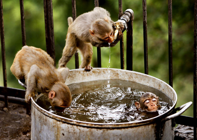 Обои картинки фото животные, обезьяны, вода