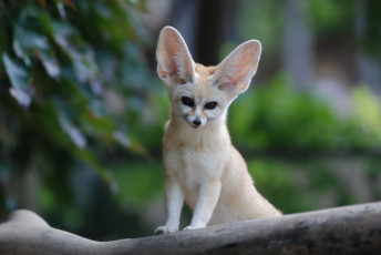 Картинка животные лисы fennec fox взгляд мордочка уши фенек лиса