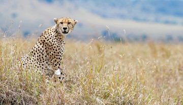 Картинка животные гепарды кения взгляд дикая природа