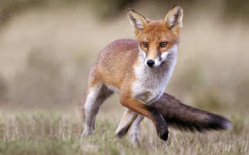 Картинка животные лисы взгляд