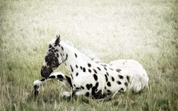 Картинка животные лошади природа поле конь