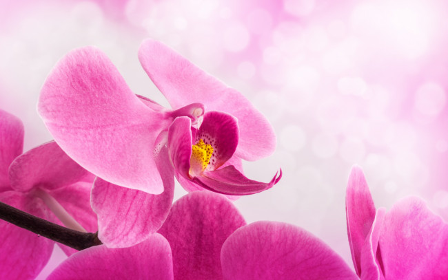 Обои картинки фото цветы, орхидеи, цветок, лепестки, розовые, орхидея, стебель, фон