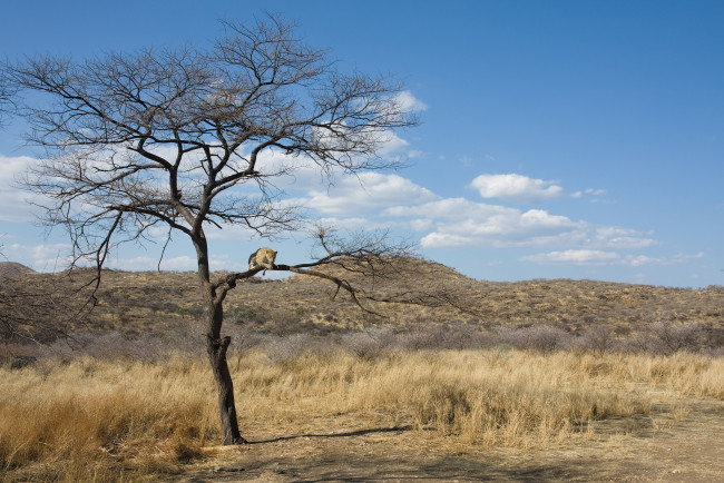 Обои картинки фото животные, леопарды, савана, дерево