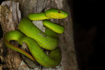 Картинка животные змеи +питоны +кобры змея зеленая