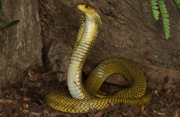 Картинка животные змеи +питоны +кобры кобра