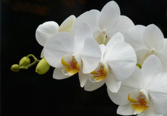 Картинка цветы орхидеи орхидея ветка белый
