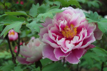 Картинка цветы пионы пион макро розовый лепестки