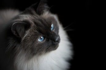 Картинка животные коты кот кошак взгляд глаза