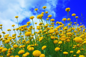 Картинка цветы луговые+ полевые +цветы лето небо луг