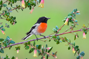Картинка животные птицы птичка грудка ветка цветы малиновка
