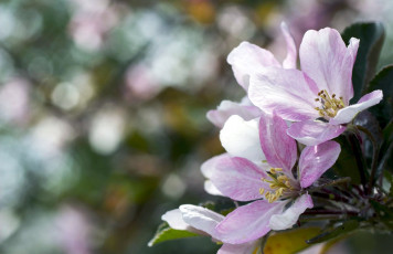 Картинка цветы цветущие+деревья+ +кустарники весна яблоня макро