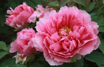 Картинка цветы пионы розовый макро пион