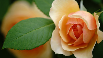 Картинка цветы розы роза макро оранжевый