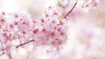 Картинка цветы сакура +вишня ветка вишня весна