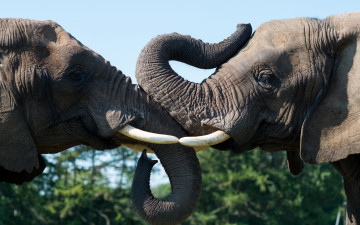 Картинка животные слоны природа фон