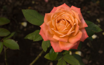 Картинка цветы розы роза лепестки оранжевый
