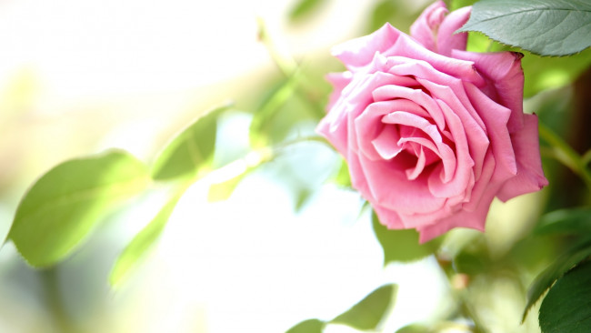 Обои картинки фото цветы, розы, роза, розовый, макро