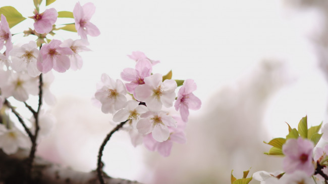 Обои картинки фото цветы, сакура,  вишня, дерево, ветка, вишня