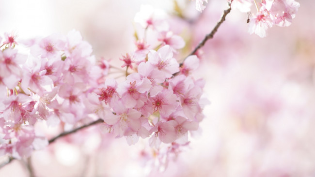 Обои картинки фото цветы, сакура,  вишня, ветка, вишня, весна