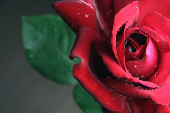 Обои картинки фото цветы, розы, роза, бутон, лепестки, макро