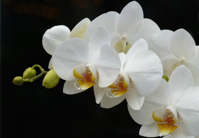 Обои картинки фото цветы, орхидеи, орхидея, ветка, белый